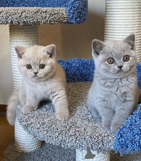 Photo №1. british shorthair - for sale in the city of Espoo | 413$ | Announcement № 172802