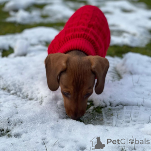 Photo №2 to announcement № 162862 for the sale of dachshund - buy in Russian Federation from nursery, breeder