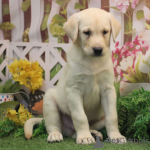 Photo №1. labrador retriever - for sale in the city of Berlin | 619$ | Announcement № 176364
