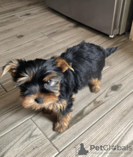 Photo №2 to announcement № 46187 for the sale of yorkshire terrier - buy in Germany private announcement
