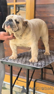 Photo №2 to announcement № 138894 for the sale of  - buy in Serbia breeder