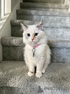 Photo №2 to announcement № 157772 for the sale of ragdoll - buy in Switzerland private announcement