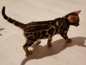 Photo №2 to announcement № 7111 for the sale of bengal cat - buy in Russian Federation from nursery