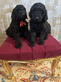 Photo №1. poodle (royal) - for sale in the city of Velingrad | 845$ | Announcement № 84927