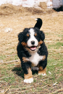 Additional photos: Puppies of the Bernese Mountain Dog are offered for sale.