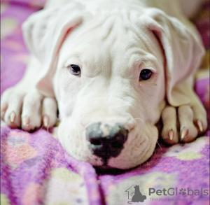 Photo №1. dogo argentino - for sale in the city of Москва | negotiated | Announcement № 9444