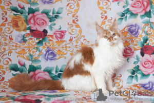 Photo №2 to announcement № 7064 for the sale of maine coon - buy in Russian Federation from nursery, breeder