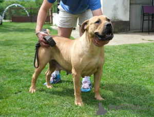 Photo №3. Boerboel (South African Mastiff) puppies. Serbia