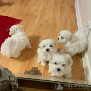 Photo №1. maltese dog - for sale in the city of Антверпен | 160$ | Announcement № 75555