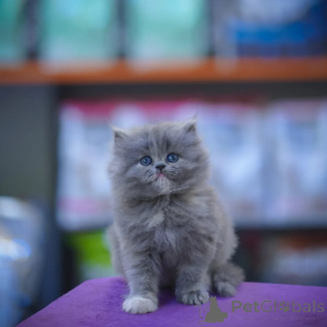 Photo №1. persian cat - for sale in the city of Barsel | negotiated | Announcement № 165630