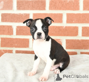 Photo №2 to announcement № 158227 for the sale of boston terrier - buy in Ireland 