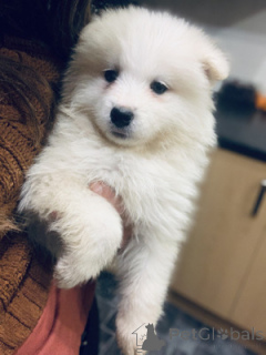 Photo №1. samoyed dog - for sale in the city of Bayerbach | 599$ | Announcement № 175226