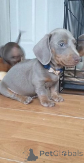 Photo №3. Dachshund Puppies Playful and Adorable. Belgium
