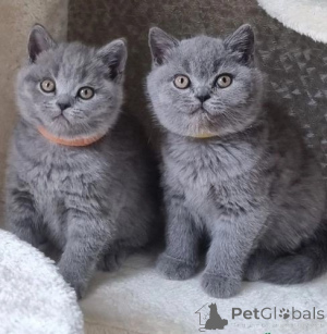 Photo №1. british shorthair - for sale in the city of OSLO | negotiated | Announcement № 168515