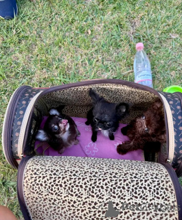 Photo №2 to announcement № 169103 for the sale of chihuahua - buy in United States breeder