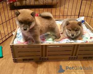 Photo №1. shiba inu - for sale in the city of Budapest | negotiated | Announcement № 56806