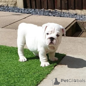 Photo №3. English Bulldog Puppies. Sweden