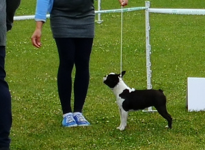 Photo №4. I will sell boston terrier in the city of Nowy Sącz. private announcement, breeder - price - 1861$