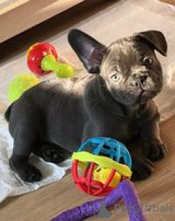 Photo №3. French Bulldog puppies for sale. Ukraine