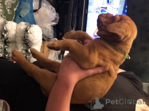 Photo №4. I will sell dogue de bordeaux in the city of Bonito Orental. private announcement - price - negotiated