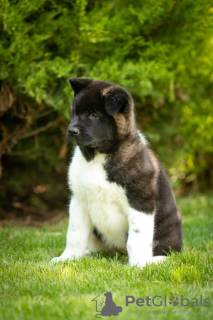 Photo №2 to announcement № 69326 for the sale of american akita - buy in Ukraine breeder