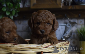 Additional photos: Toy poodle