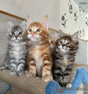 Photo №1. maine coon - for sale in the city of Dublin | negotiated | Announcement № 170924