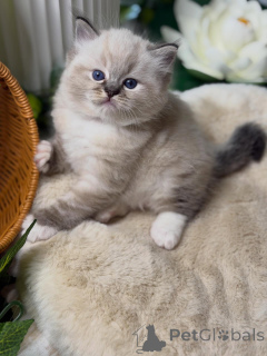 Photo №3. Meet Oliver, our gentle blue-eyed prince  soft, calm, and loves cuddles.. Germany