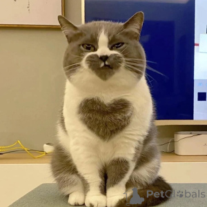 Photo №1. british shorthair - for sale in the city of Allensbach | negotiated | Announcement № 156724