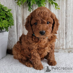 Photo №1. non-pedigree dogs - for sale in the city of Rosenheim | negotiated | Announcement № 109169