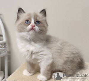 Photo №1. ragdoll - for sale in the city of Франкфурт-на-Майне | negotiated | Announcement № 93598