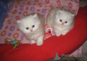 Photo №1. persian cat - for sale in the city of Aubange | Is free | Announcement № 128206