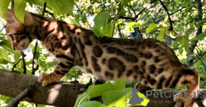 Photo №2 to announcement № 10503 for the sale of bengal cat - buy in Ukraine private announcement