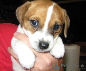 Photo №1. jack russell terrier - for sale in the city of Degerby | 423$ | Announcement № 56446