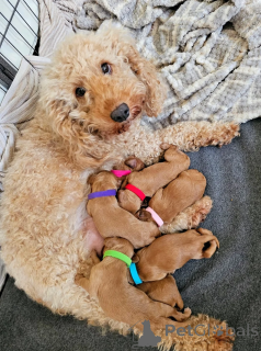 Photo №1. poodle (toy) - for sale in the city of Columbus | 350$ | Announcement № 173957