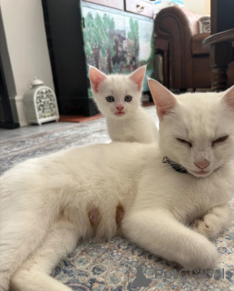Photo №1. turkish angora - for sale in the city of Aalen | 361$ | Announcement № 177047