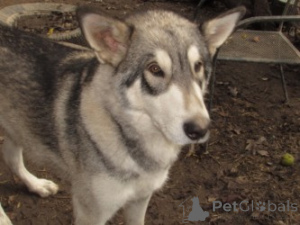 Photo №3. wolf hybrid for sale. United States
