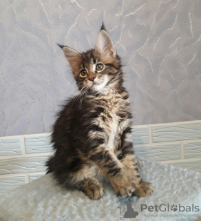 Photo №1. maine coon - for sale in the city of St. Petersburg | negotiated | Announcement № 9401