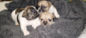 Photo №2 to announcement № 147047 for the sale of french bulldog - buy in Ukraine private announcement