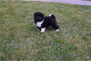 Photo №1. akita - for sale in the city of Berchtesgaden | negotiated | Announcement № 135601