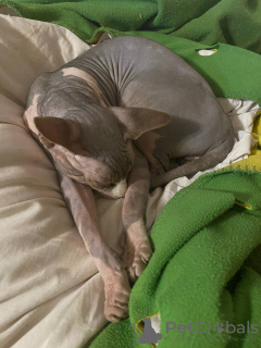 Additional photos: Stunning Bicolor Canadian Sphynx Male