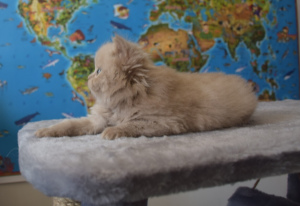 Photo №2 to announcement № 2324 for the sale of scottish straight - buy in Russian Federation from nursery