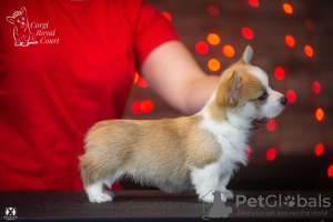 Photo №3. Very beautiful Pembroke Welsh Corgi puppy for sale. Switzerland