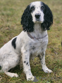 Photo №1. russian spaniel - for sale in the city of Minsk | 32$ | Announcement № 161904