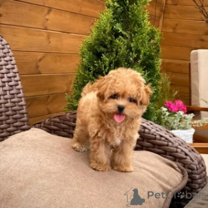 Photo №2 to announcement № 158394 for the sale of maltipu - buy in Sweden 