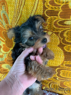Photo №2 to announcement № 74203 for the sale of yorkshire terrier - buy in Germany private announcement