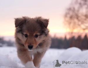 Photo №1. shetland sheepdog - for sale in the city of ATH | 619$ | Announcement № 164897