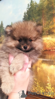 Photo №1.  - for sale in the city of Minsk | 320$ | Announcement № 27154