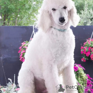 Photo №4. I will sell poodle (royal) in the city of Belgrade. breeder - price - negotiated