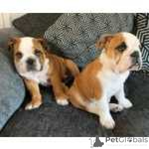 Photo №1. english bulldog - for sale in the city of BASTOGNE | negotiated | Announcement № 170453